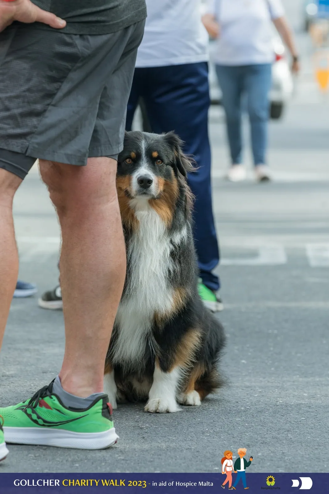dog at charity walk malta
